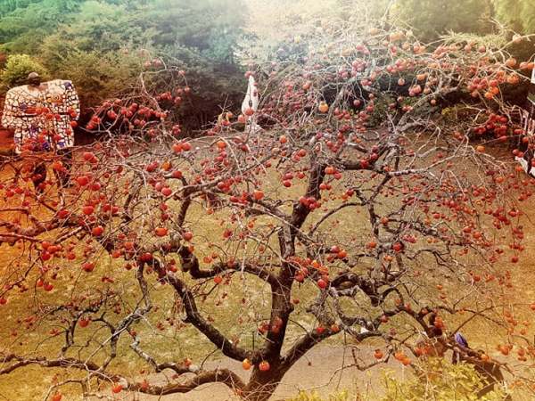 Favorite Nature Photos from Japan