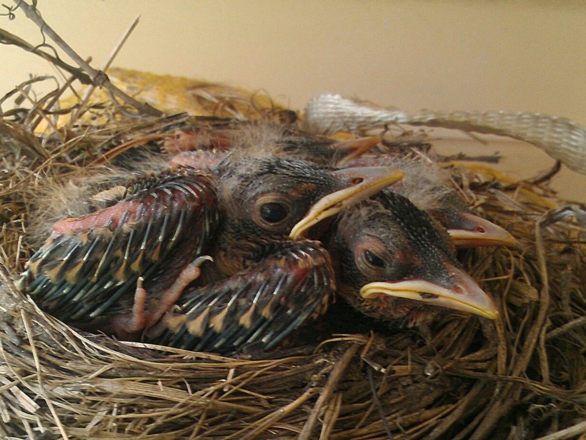 Photos: A Robin & Her Nest