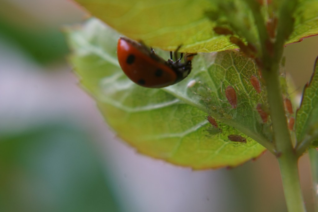 This image has an empty alt attribute; its file name is dsc00725.jpg