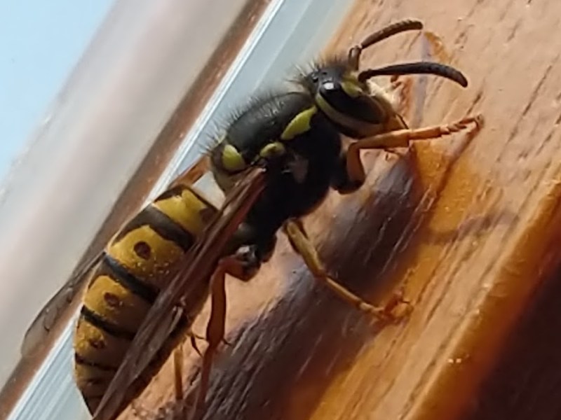 A Visual tour of Bees, Wasps, & Hoverflies in SW Germany