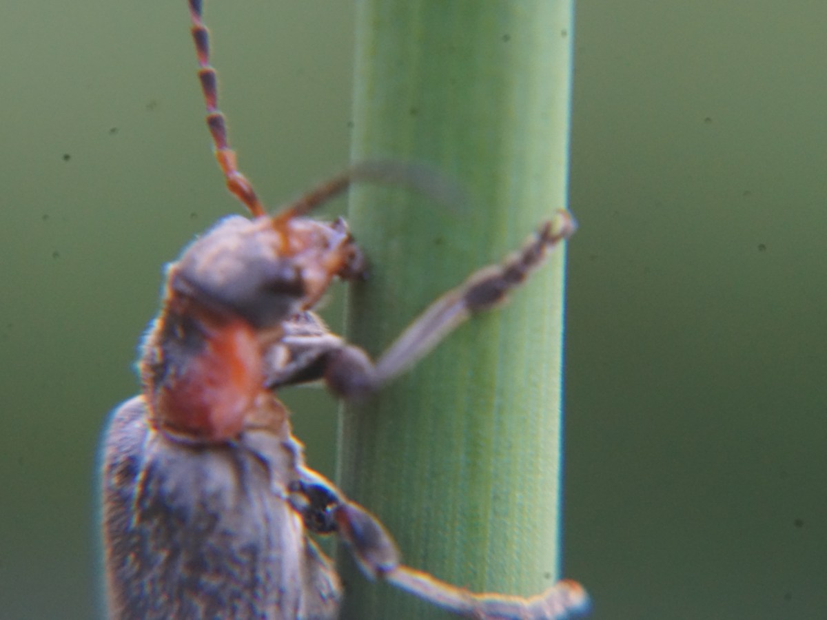 Macro shots: 30 Bugs from SW Germany