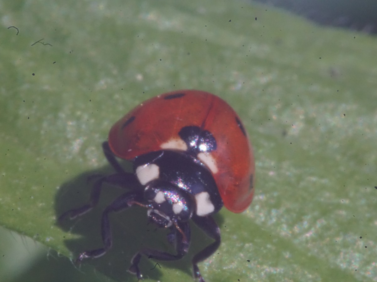 Macro shots: 5 Ladybirds of SW Germany